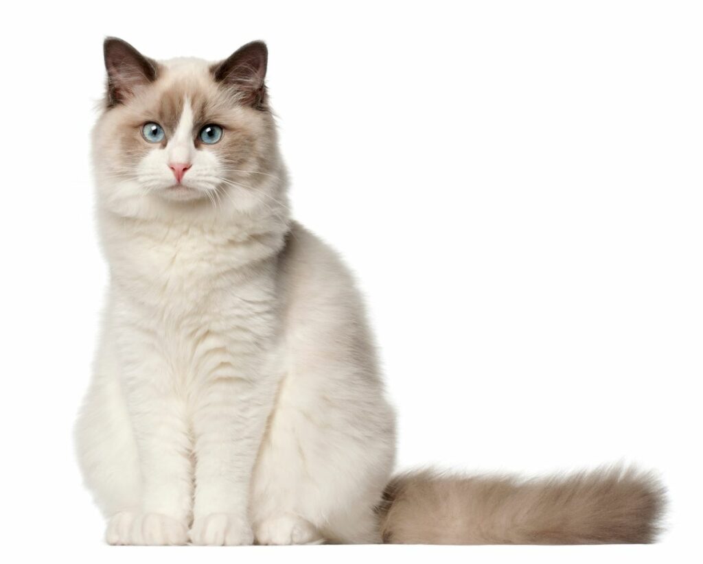 Ragdoll