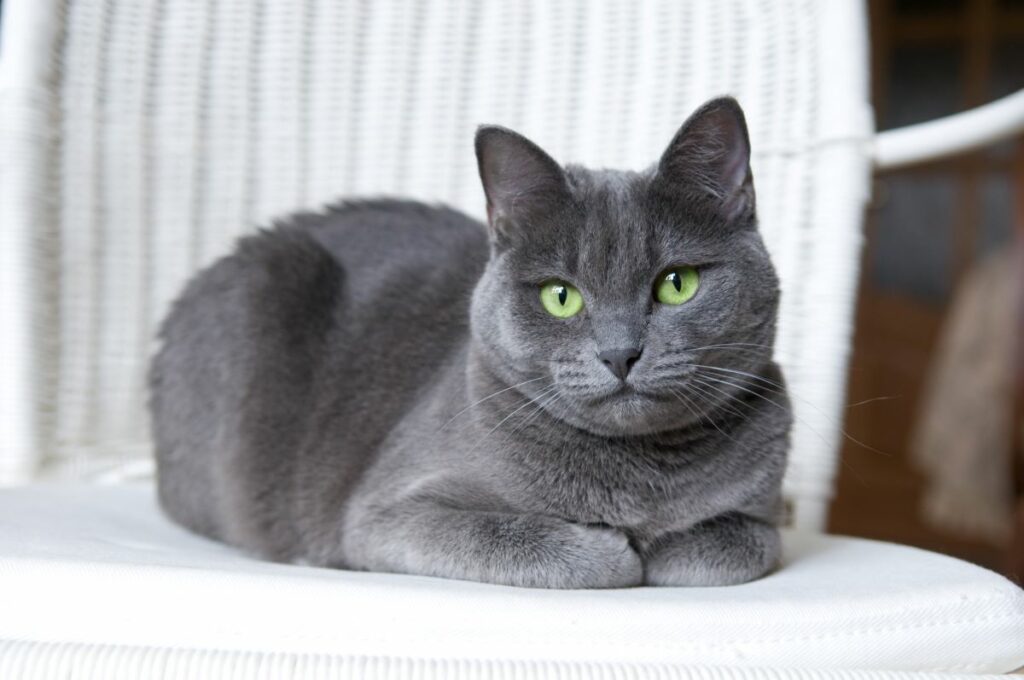 Graue Katzen