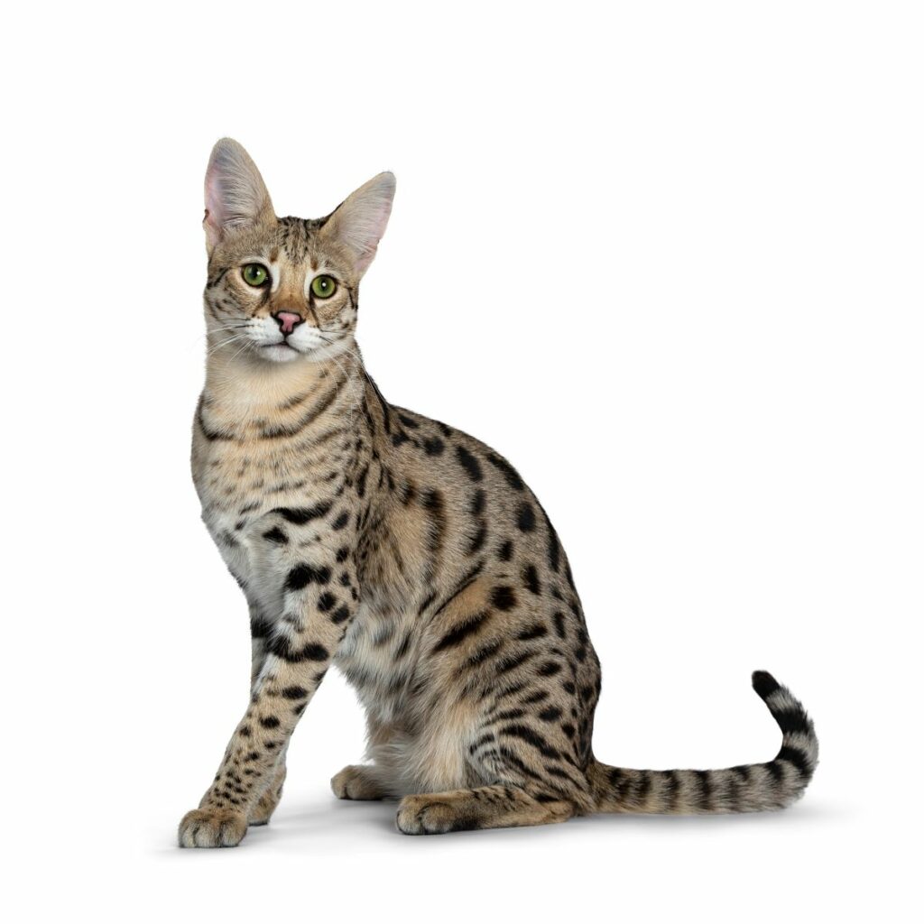 Savannah Katze F3