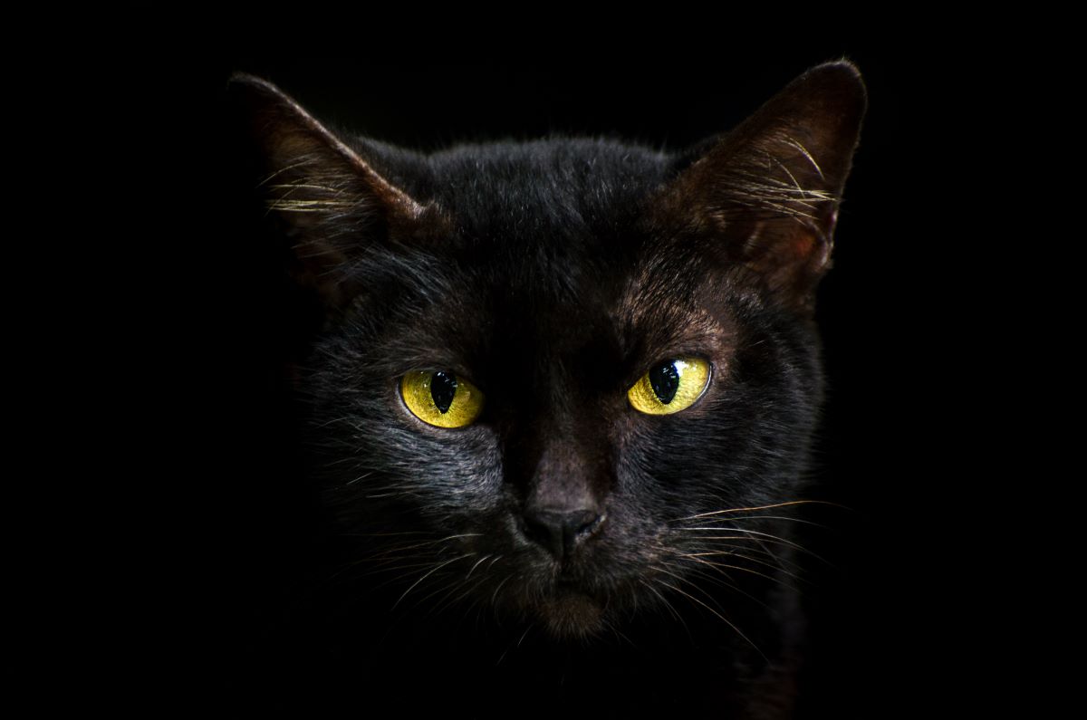 Schwarze Katzen und Pech