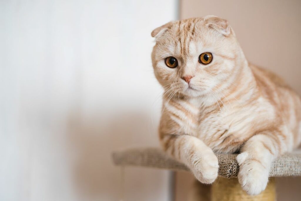 Scottish Fold