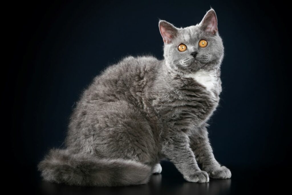 Graue Katzen