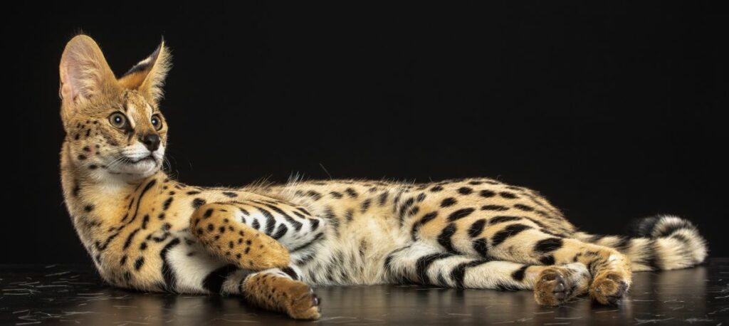 Serval Katze