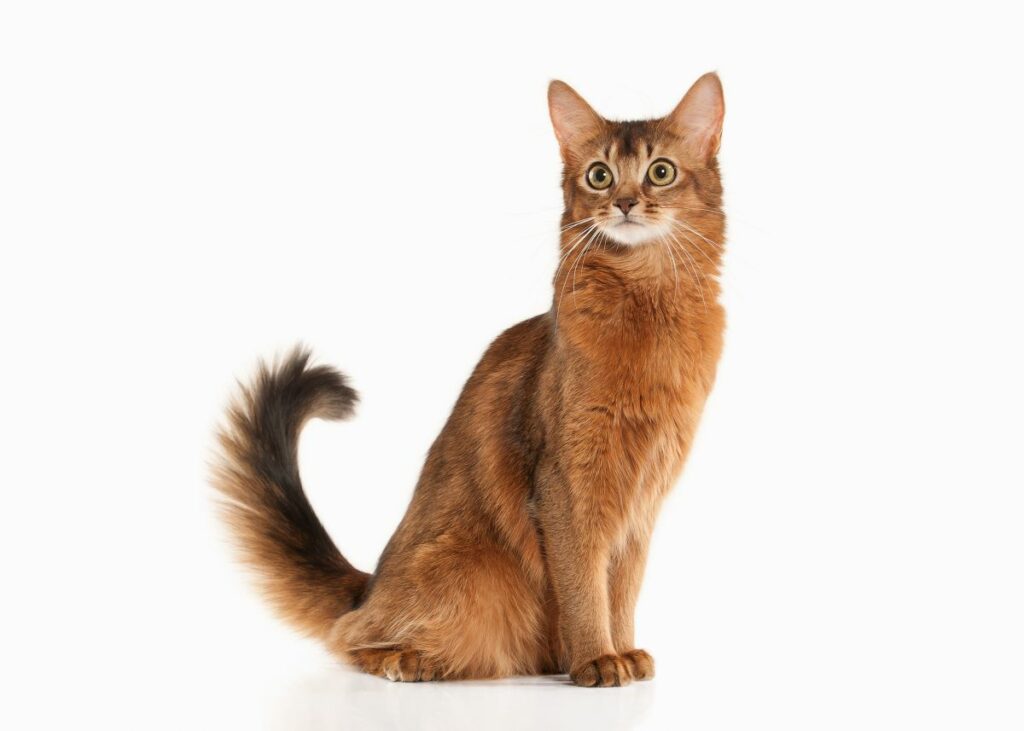 Somali Katze