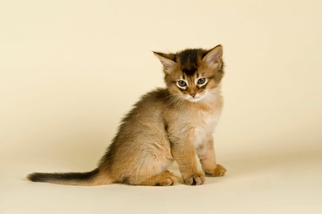 Somali Katze Kitten