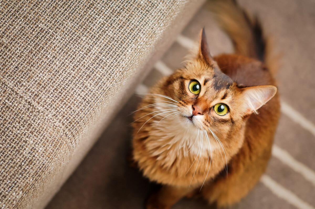 Somali Katze