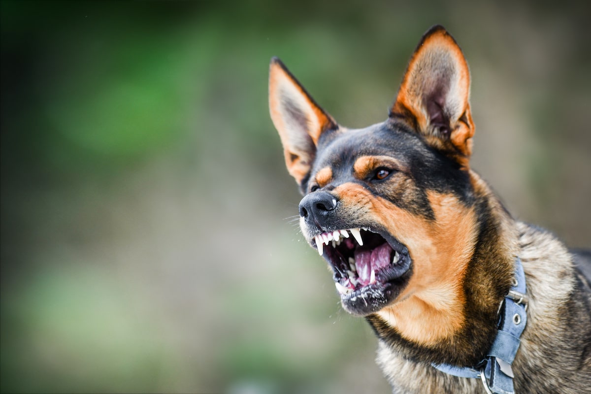 Was tun bei Aggressionen bei Hunden?