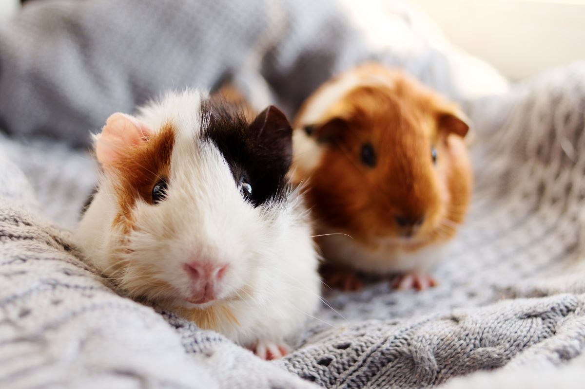 alter meerschweinchen