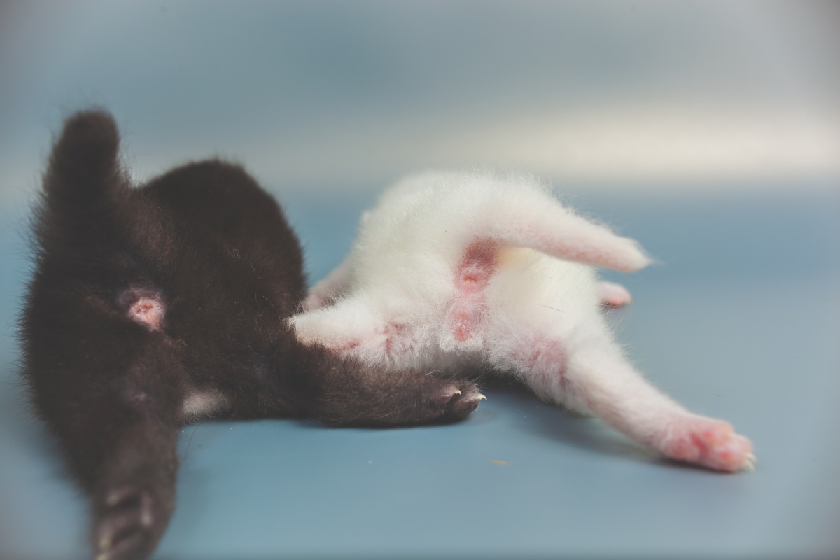 Analdrüse der Katze warum sie zum Problem werden kann