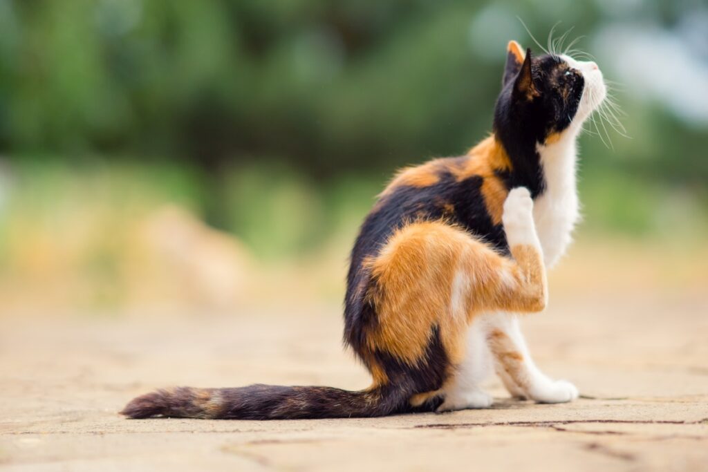 analdruese katze 3