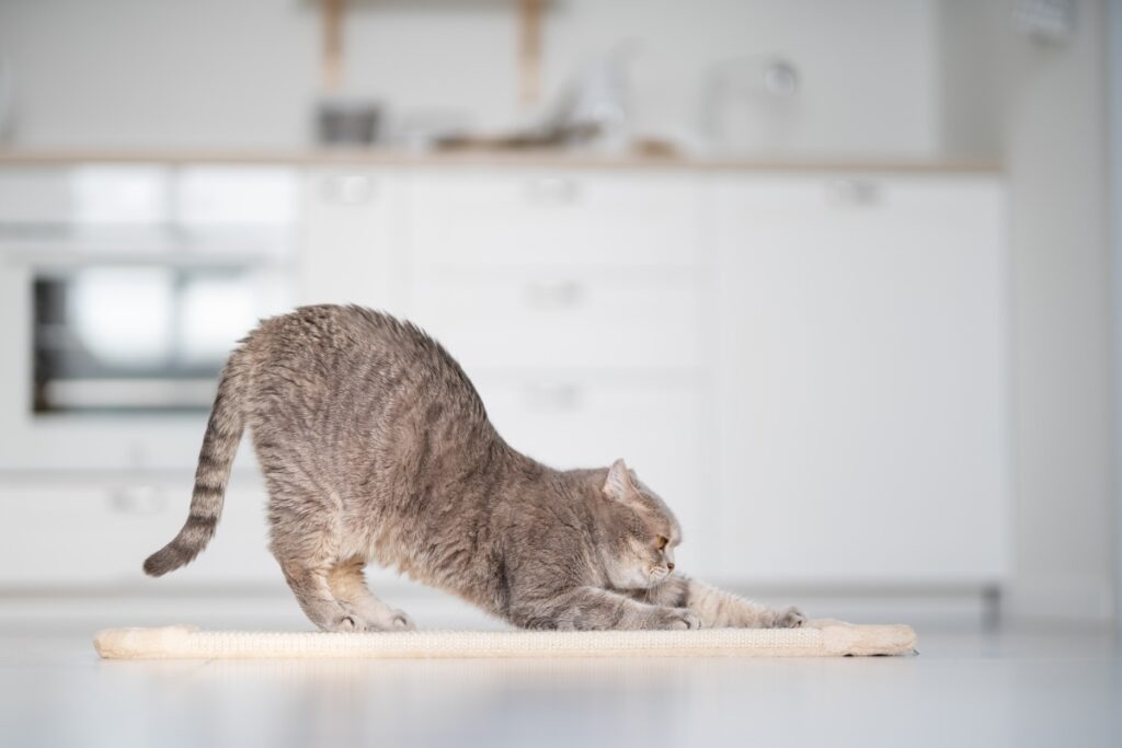 analdruese katze 4