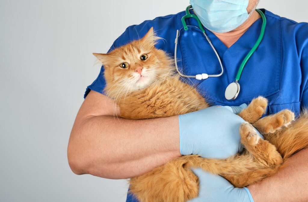 analdruese katze 5