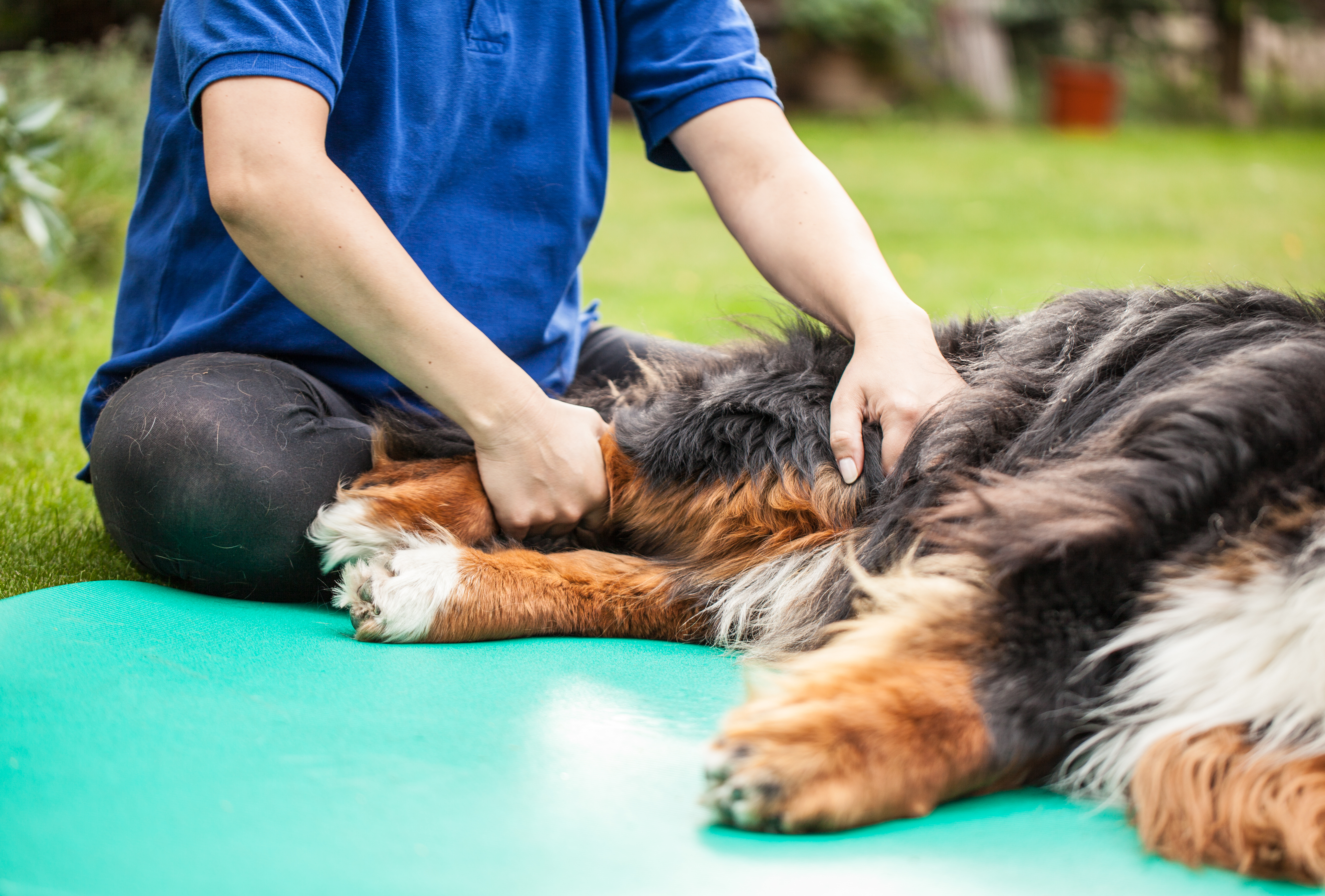 arthrose hund