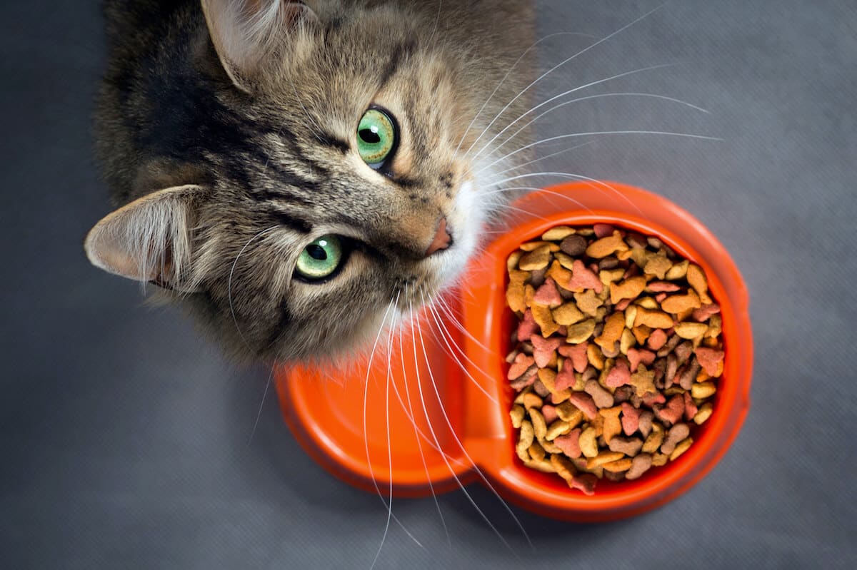 futtermittelallergie-katzen