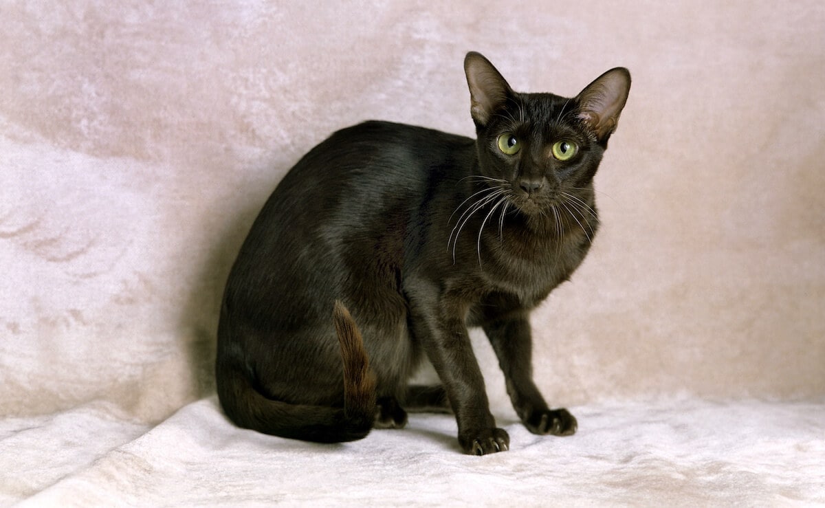 havana-katze
