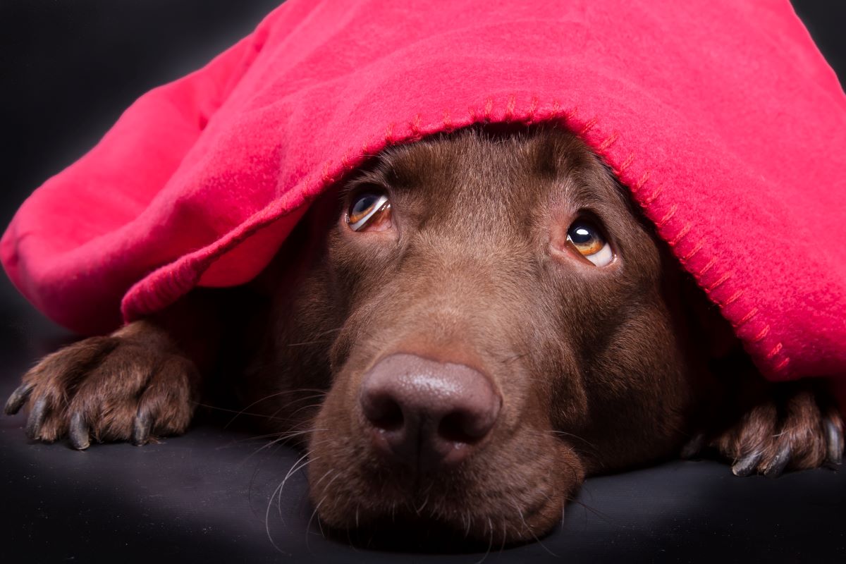 hund ängstlich