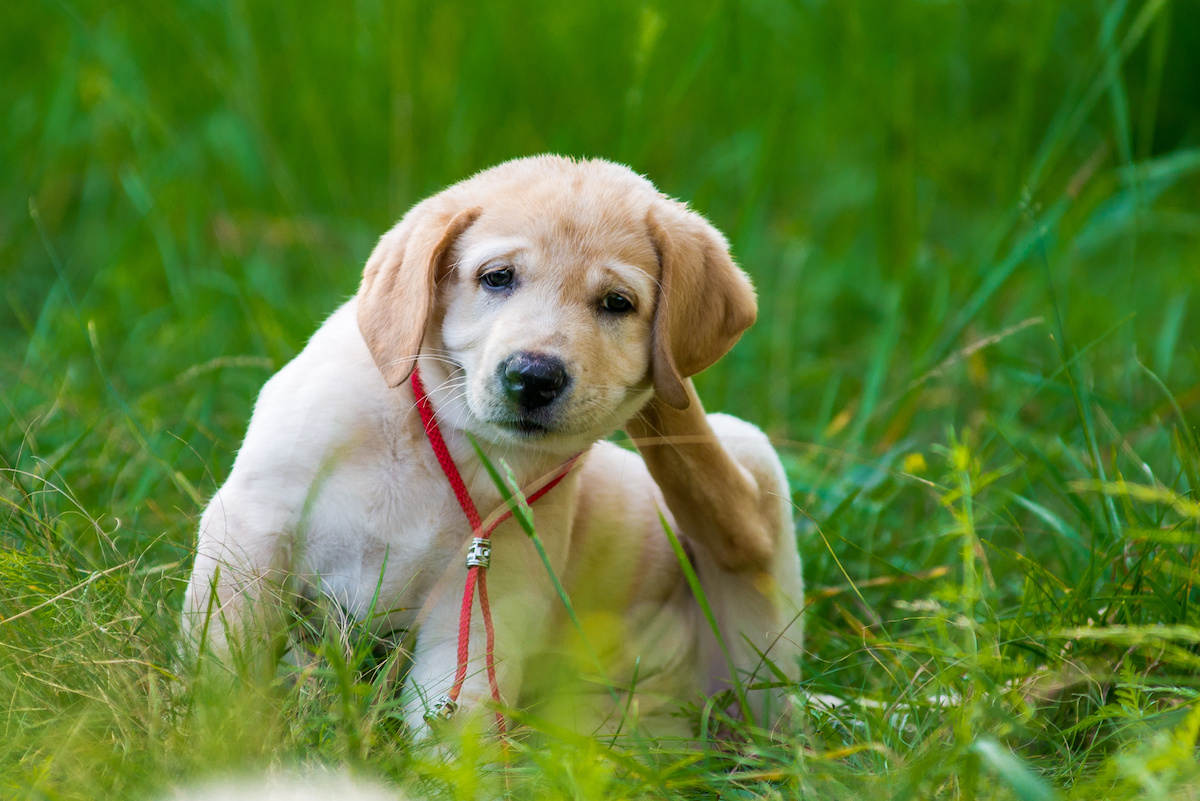 hund-allergie