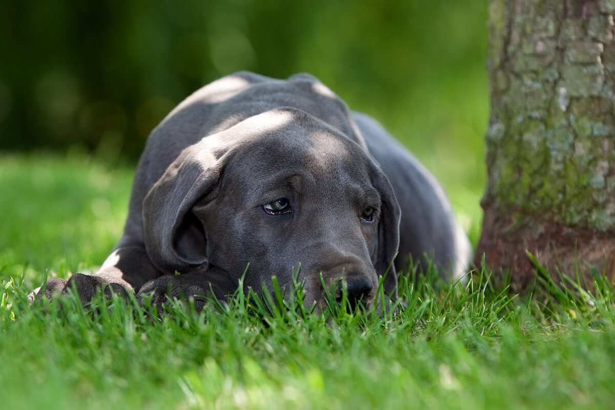 hund-cushing-syndrom