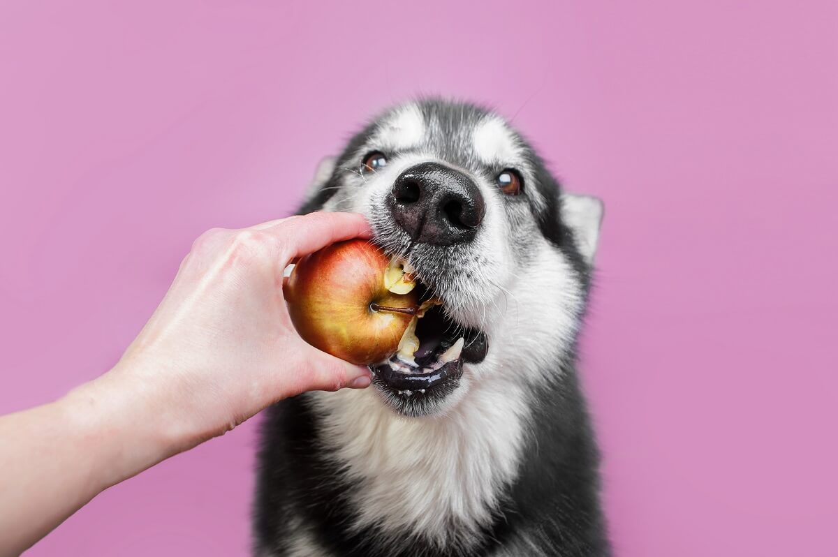Der Apfel fällt nicht weit vom Hund Dürfen Hunde Äpfel essen?