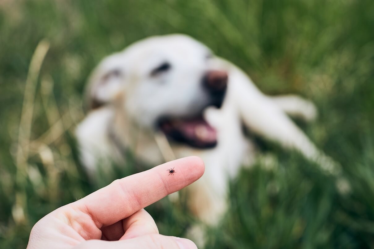 Vectra 3D Hund