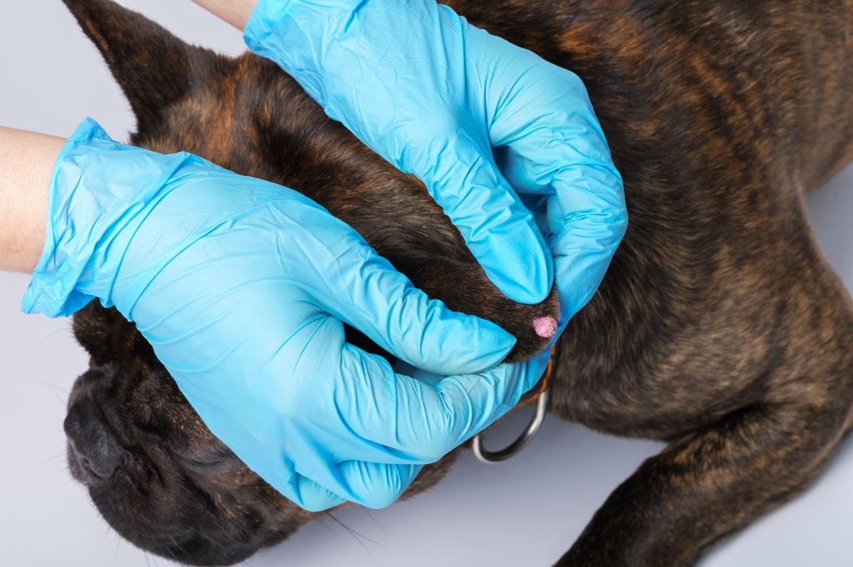 Tumor oder Warze: Was hat mein Hund?