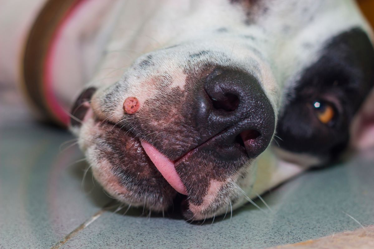 hund warze tumor