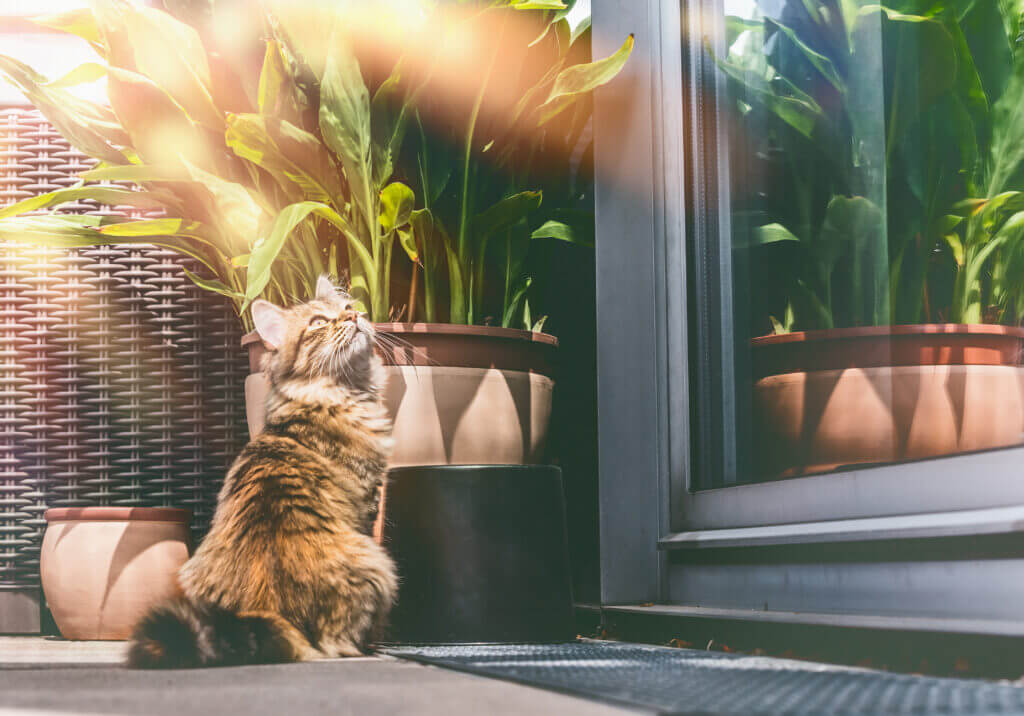 katzensicher