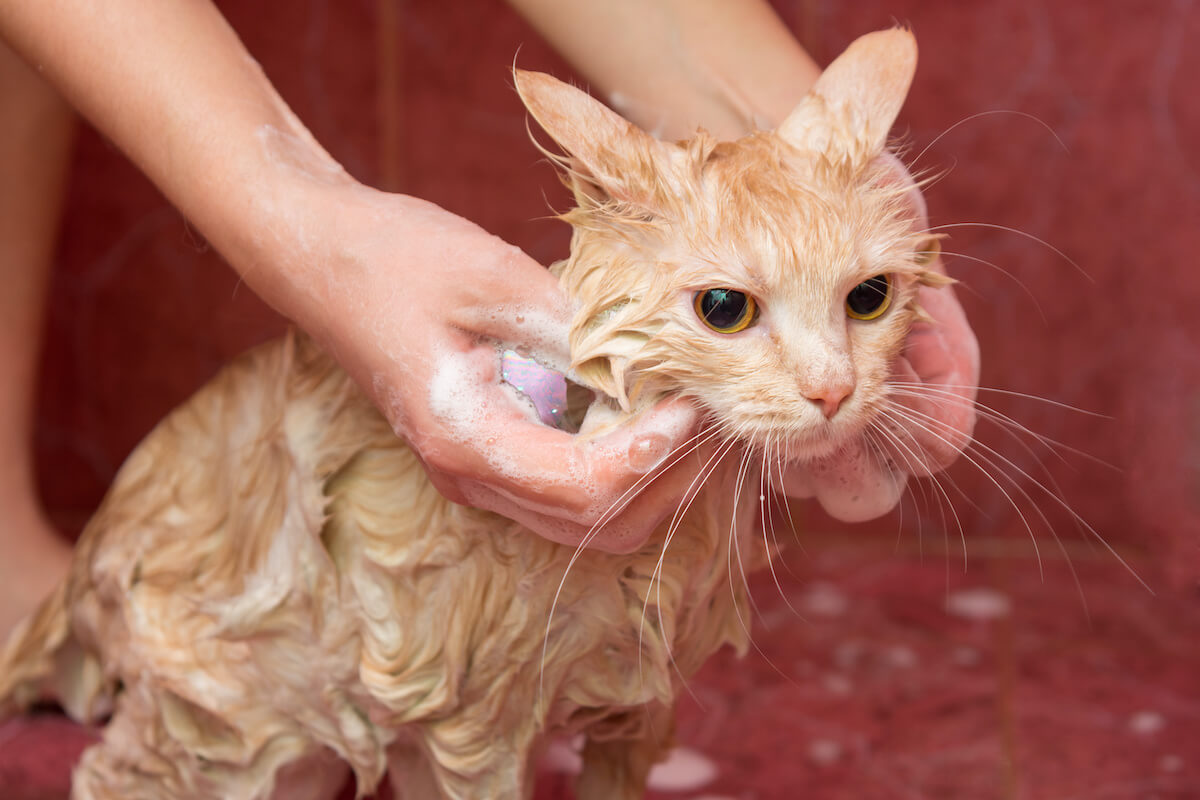 katze-baden