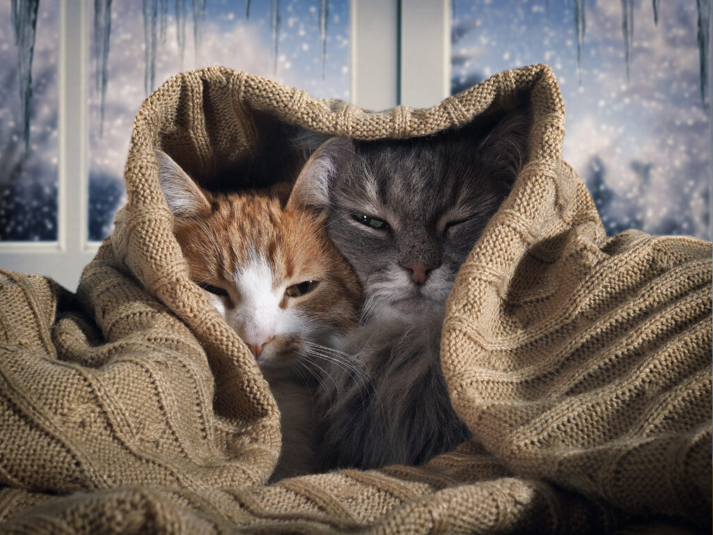 katze decke