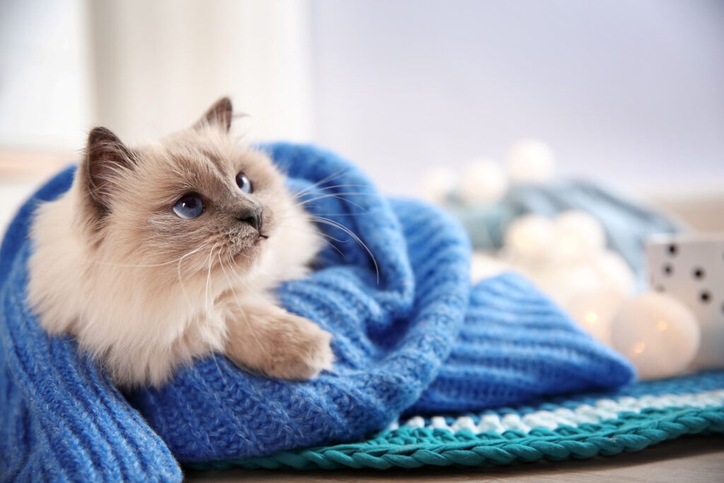 katze decke blau