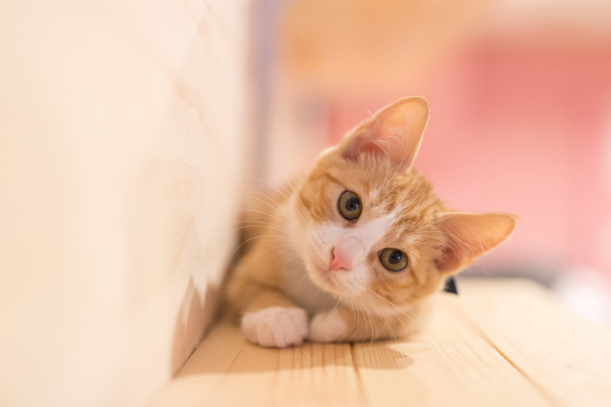 katze diabetes