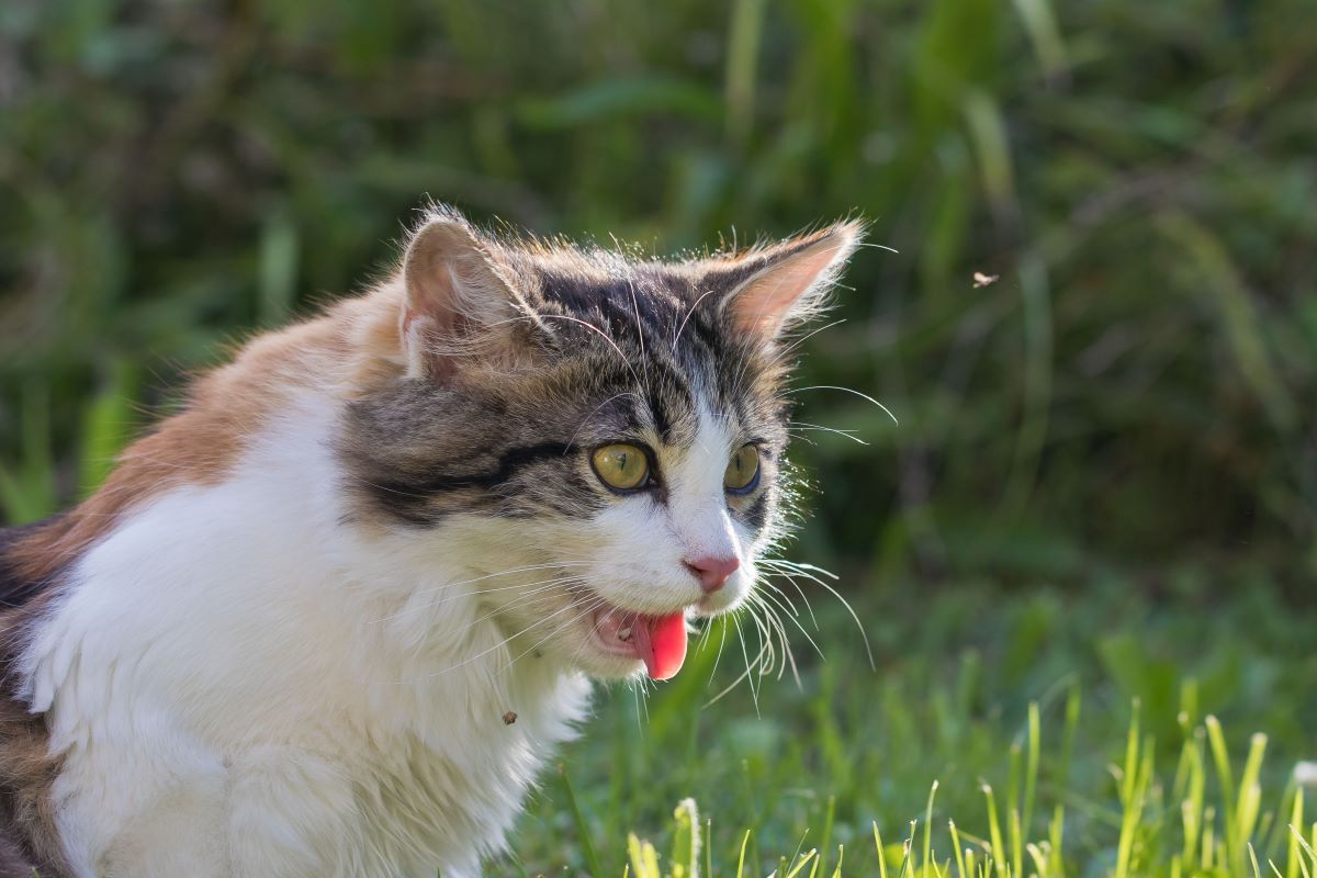 katze hechelt