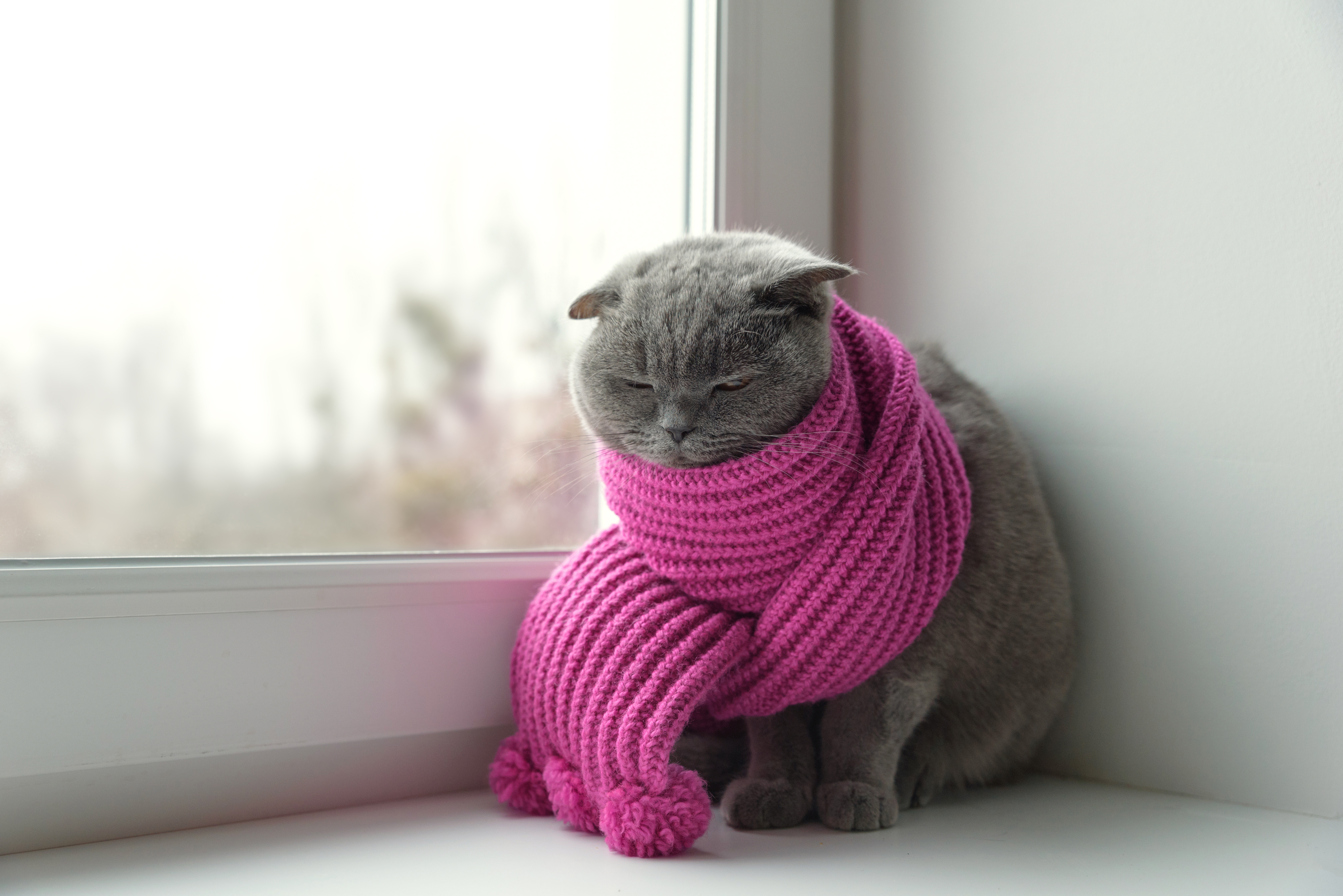 katze kalt