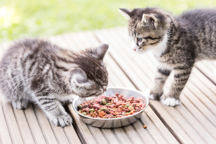 kitten futter