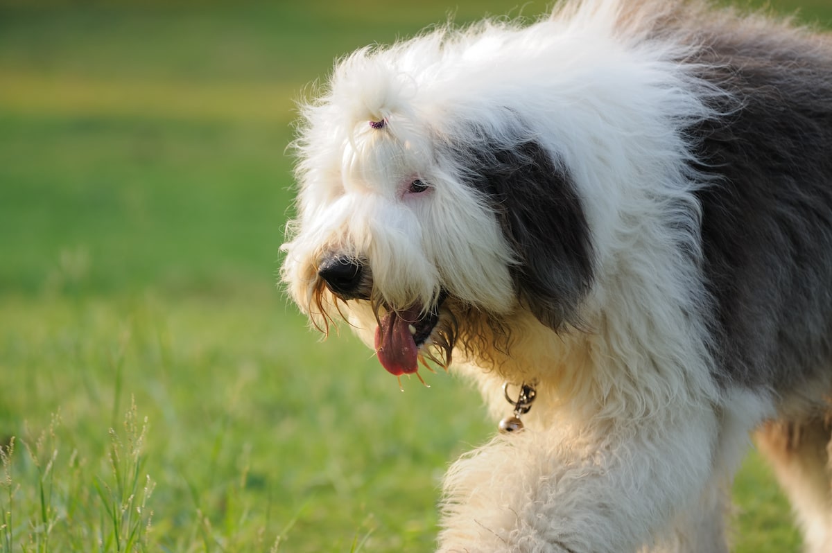 old-english-sheepdog