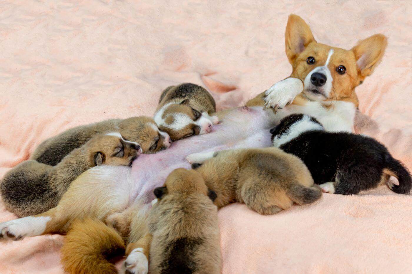 tragezeit-bei-hunden