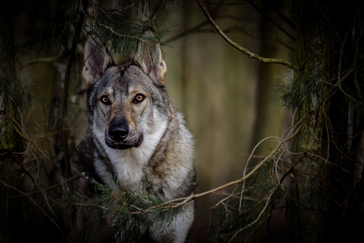 tschechoslowakischer wolfshund