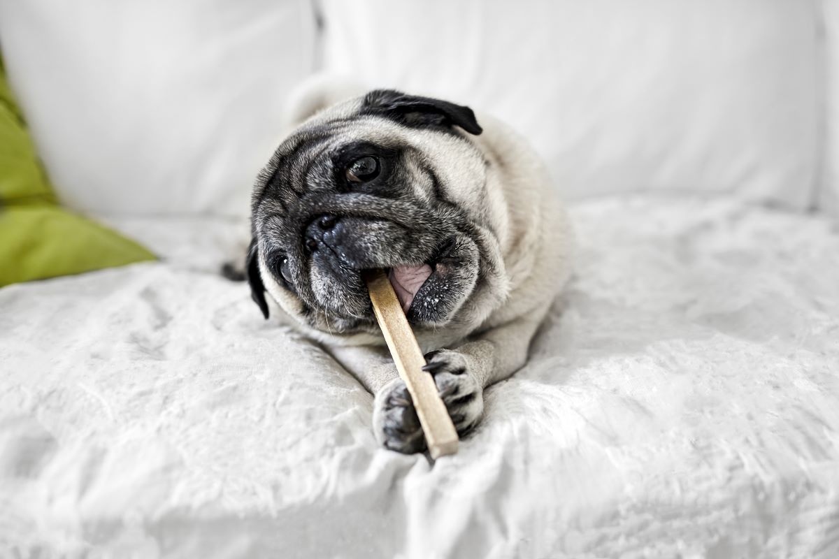 ueberzuechtete hunde