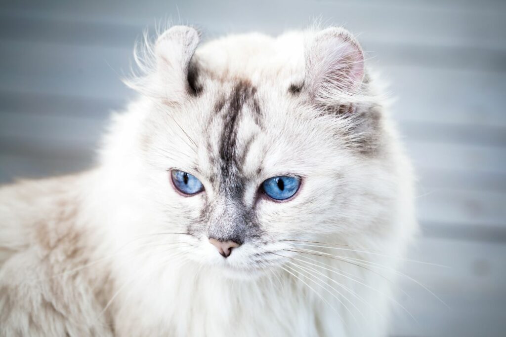 American Curl