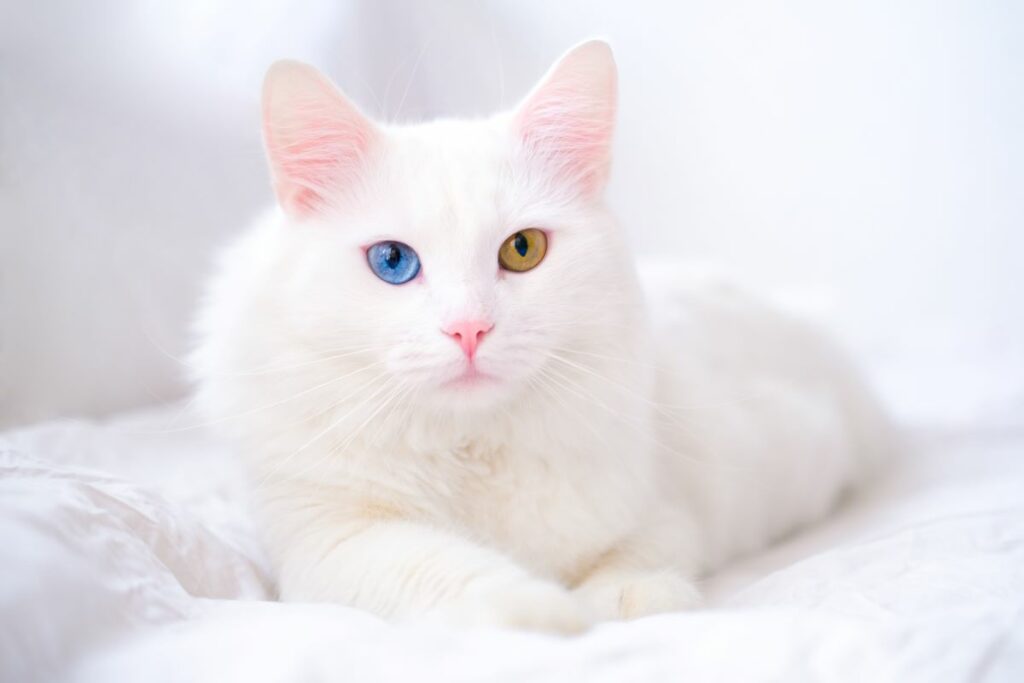 Angora