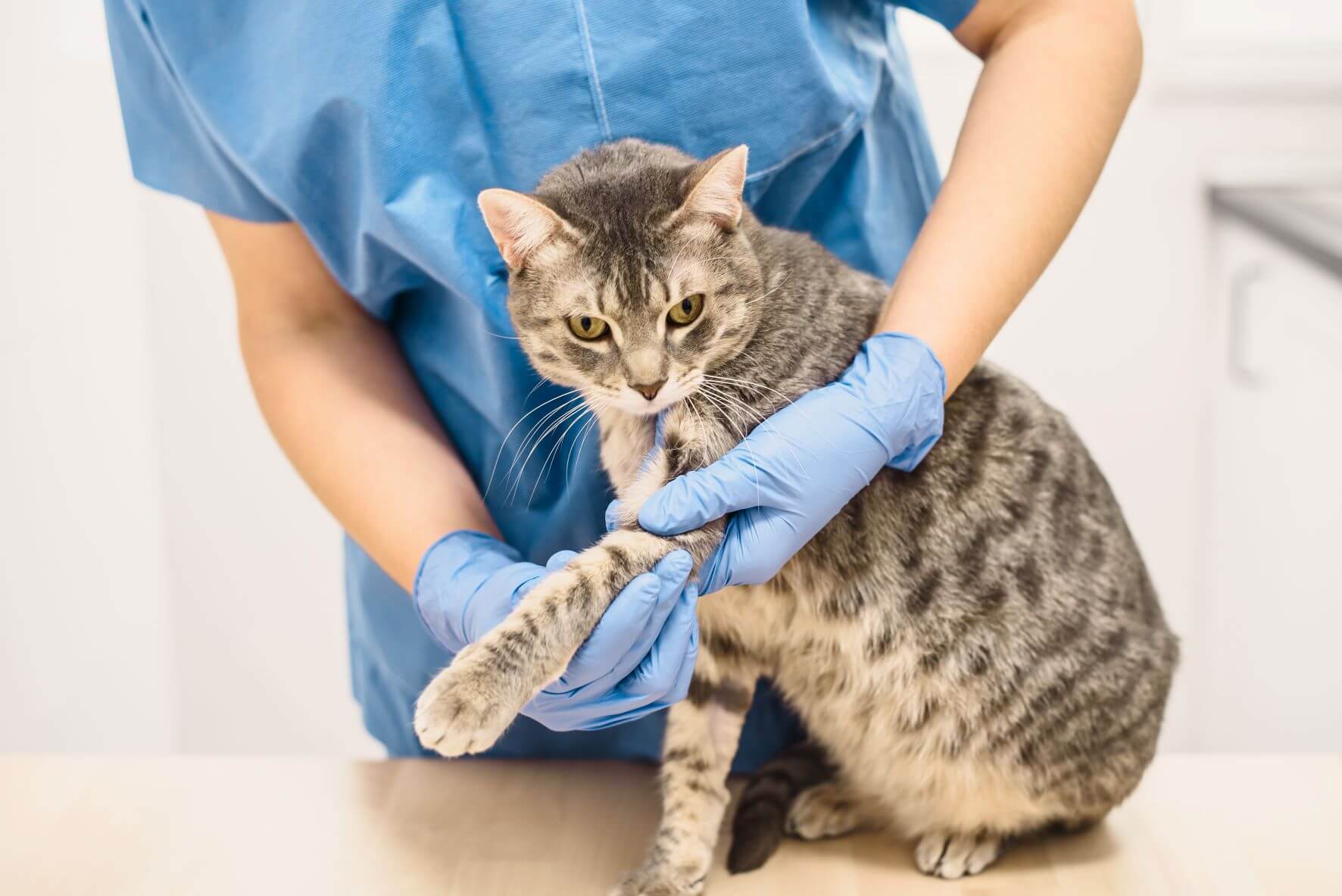 Arthrose Katze