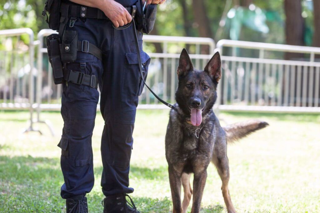 Belgischer Schäferhund arbeitet bei der Polizei