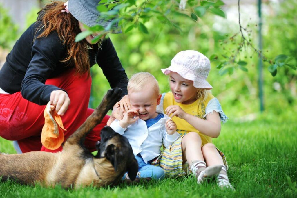 Belgischer Schäferhund als Familienhund