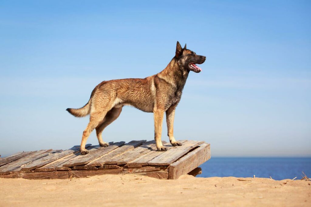 Belgischer Schäferhund von der Seite