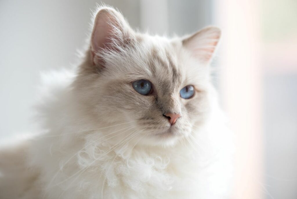 Birma Katze