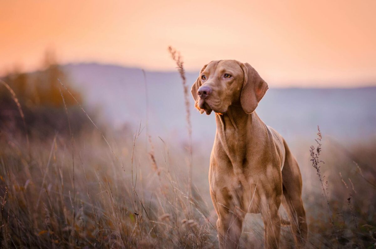 hunde denken fühlen