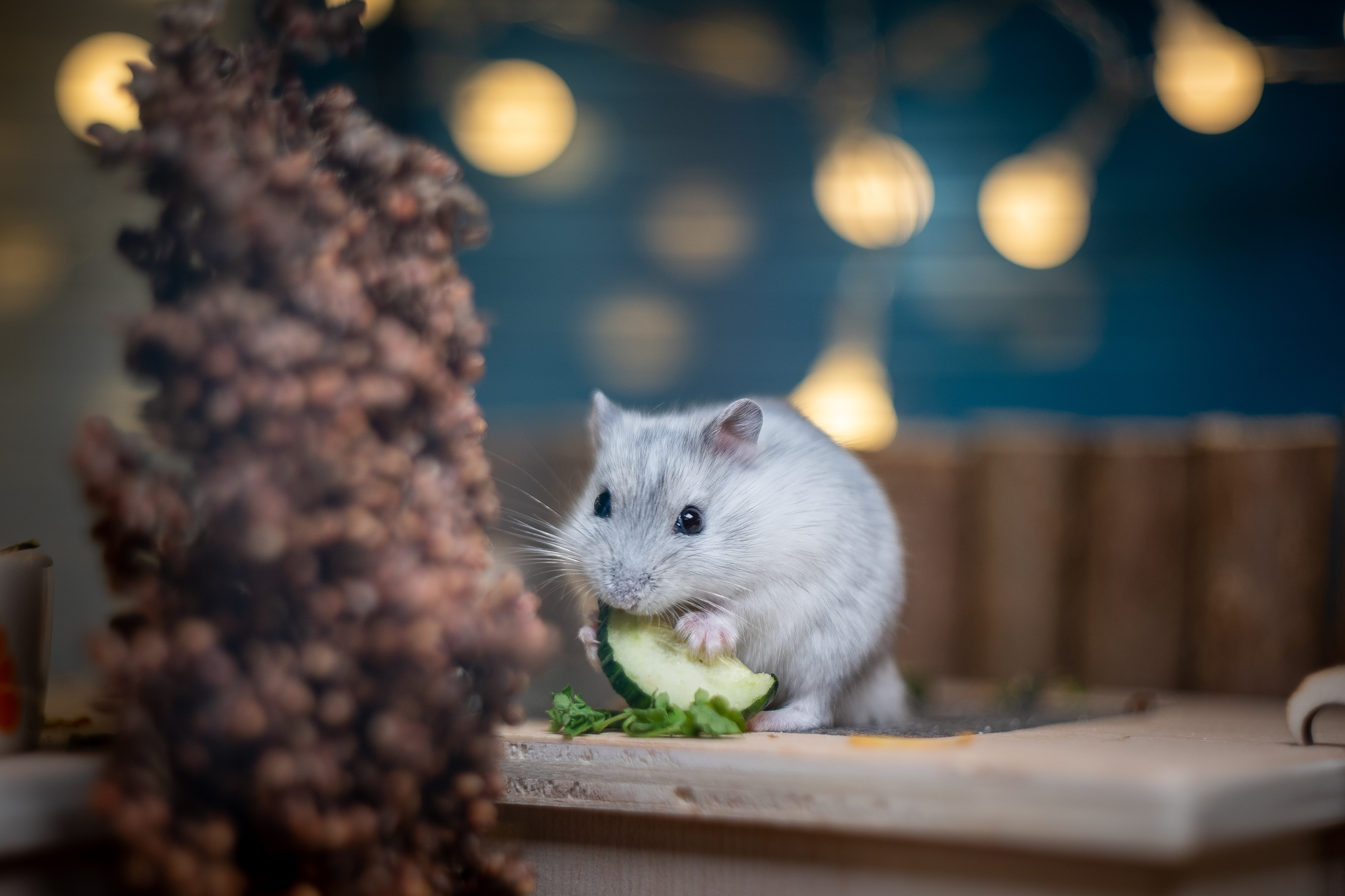 Haustierratgeber - Kleintiere