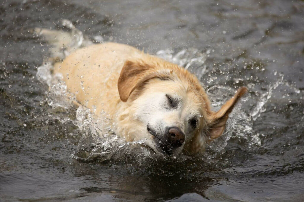 Hefepilz Hund Auf Mensch übertragbar