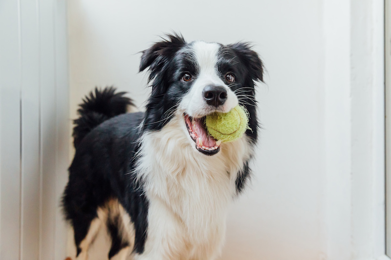 kokosöl hund