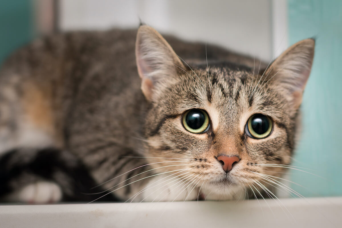 Katze zittert